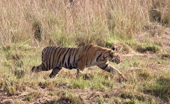 Ein Tiger schleicht durch hohes Gras, seine markanten Streifen heben sich deutlich von der Umgebung ab.