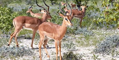 Eine Gruppe Springböcke beobachtet aufmerksam die Umgebung - Namibia Familienurlaub