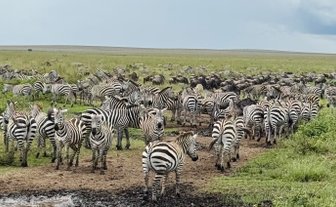 Zebras ziehen durch die offene Savanne im Serengeti-Nationalpark – Tansania Reise mit Kindern