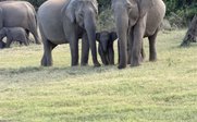 Mehrere Elefanten auf Grünfläche - Sri Lanka Summer Family & Teens - Sri Lanka mit Jugendlichen im Sommer