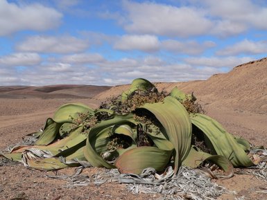 Ein Wurzelgebilde mit Blättern - Namibia Familienurlaub