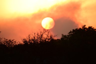 Ein leuchtender Sonnenuntergang hinter dunklen Silhouetten von Bäumen, die den Himmel in warmen Farben erleuchten.