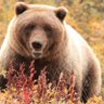 Braunbär in Natur - Westkanada mit Kindern