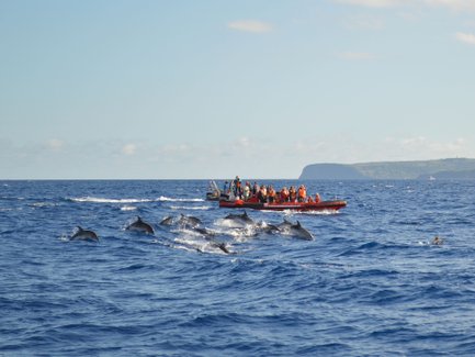 Eine Gruppe von Touristen beobachtet spielende Delfine in den Wellen des Ozeans, während ein Boot in der Nähe fährt.