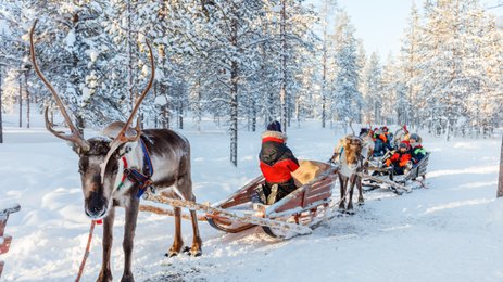 Rentier mit Schlitten im Schnee - Finnland Winter mit Kindern