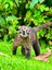 Nasenbär auf grüner Wiese - Costa Rica mit Teenagern