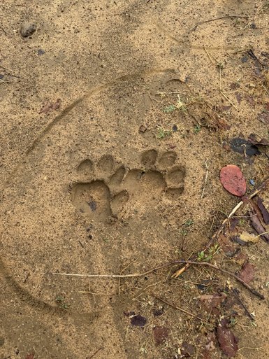 Ein deutlich sichtbarer Tierpfotenabdruck im Sand, umgeben von kleinen Pflanzen und trockenen Blättern.