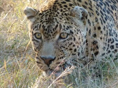 Leopard mit fokussiertem Blick in der Wildnis Südafrikas – Südafrika Reise mit Kindern