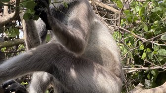 Ein grauer Affe sitzt auf einem Ast und knabbert an Blättern, umgeben von dichtem Grün und Sonnenlicht.