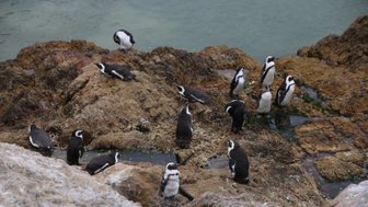 Eine Gruppe Pinguine watschelt über die Felsen in Betty's Bay – Garden Route mit Kindern