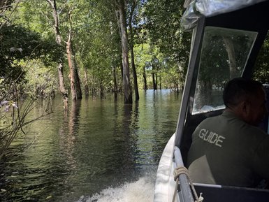 Ein Boot fährt auf einem ruhigen, von Bäumen gesäumten Fluss, während ein Guide mit dem Rücken zur Kamera sitzt.