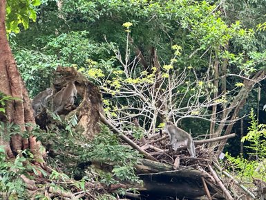 Affen klettern in den Bäumen des Khao Sok Nationalparks - Thailand Familienreise