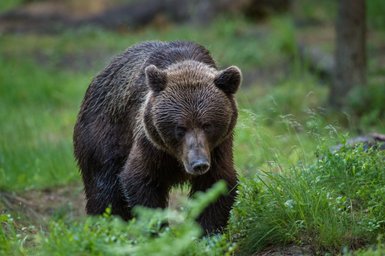 Ein brauner Bär wandert durch eine grüne, bewaldete Umgebung, umgeben von hohem Gras und sanften Lichtverhältnissen.