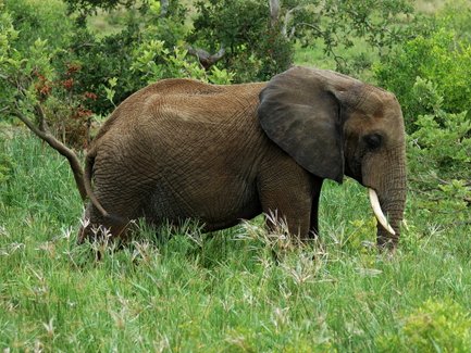 Ein majestätischer Elefant steht in üppigem, grünem Gras und genießt die friedliche Umgebung der Savanne.