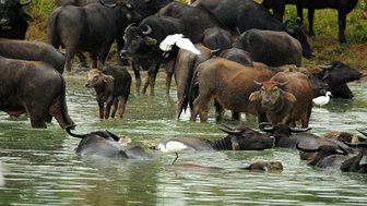 Eine Gruppe Hausbüffel kühlt sich in einem Teich ab – Sri Lanka Familienreise