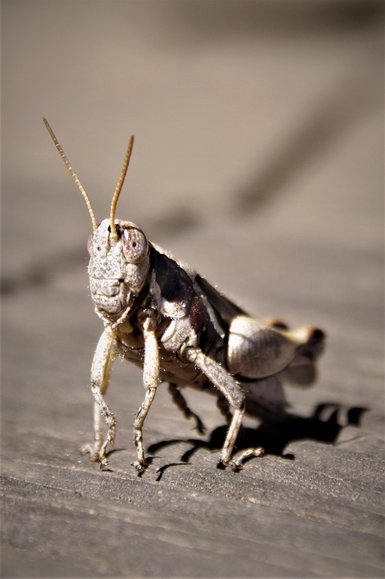 Eine Heuschrecke in Nahaufnahme – Südafrika Familienreise