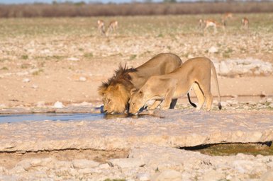 Zwei Löwen trinken aufmerksam aus einem Wasserloch - Namibia mit Kindern