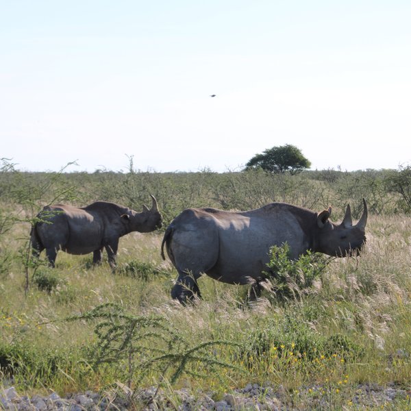 Nashörner im Etosha Nationalpark - Namibia Familienurlaub