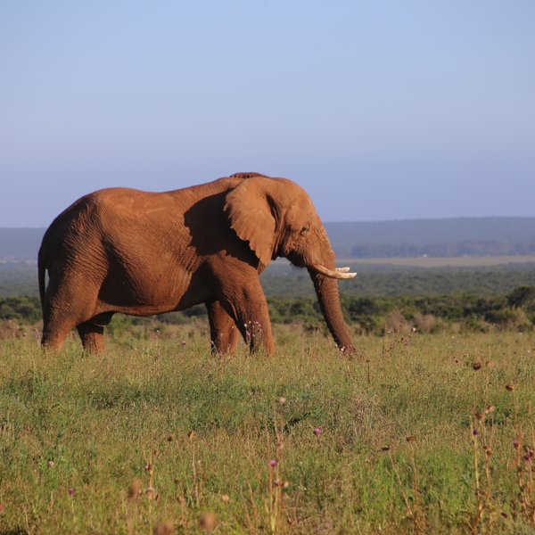 Ein Elefant durchquert die Landschaft im Addo Elephant Nationalpark – Südafrika Reise mit Kindern