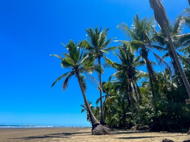 Hohe Palmen säumen den Strand von Uvita – Costa Rica Familienreise