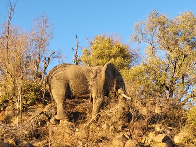 Ein mächtiger Elefant steht zwischen Bäumen in der südafrikanischen Wildnis – Südafrika Familienreise