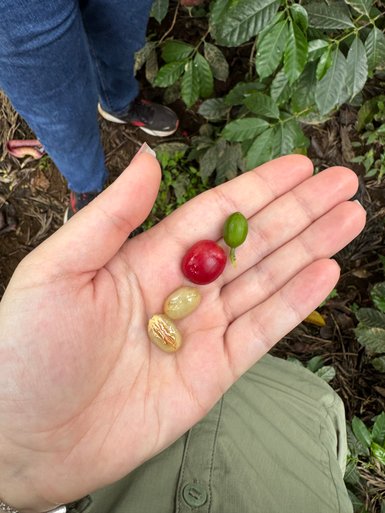 Verschiedene Stadien von Kaffeebohnen gehalten auf einer Hand – Tansania mit Kindern