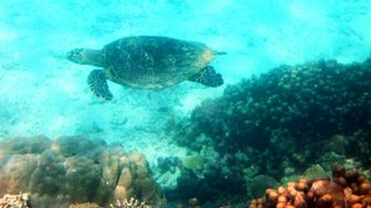 Eine Meeresschildkröte schwimmt elegant durch das klare Wasser, umgeben von bunten Korallen und Meeresboden.