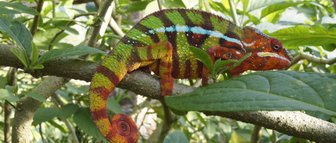 Ein farbenfroher Chamäleon sitzt auf einem Ast, umgeben von üppigem Grün und großen Blättern.