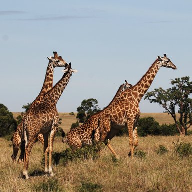 Eine Gruppe von Giraffen steht majestätisch in der Savanne, umgeben von grünem Gras und vereinzelten Bäumen.