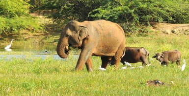 Ein Elefant steht auf einer Wiese, im Hintergrund Hausbüffel – Sri Lanka mit Kindern