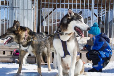 Zwei Schlittenhunde stehen in der Sonne, während ein Kind in blauer Winterkleidung auf dem Schnee sitzt und spielt.