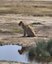 Löwe sitzt am Wasserloch - Tansania Rundreise mit Kindern