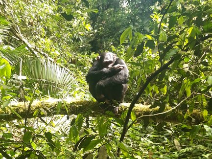 Ein Schimpanse sitzt auf einem Ast, umgeben von üppigem, grünem Laub im Kibale Forest Nationalpark.