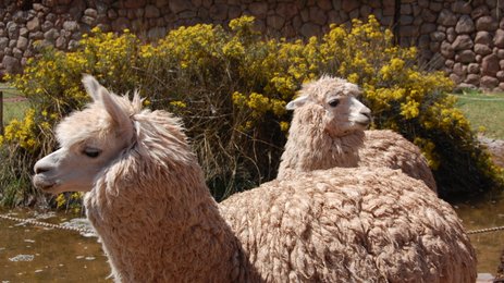 Zwei Lamas stehen friedlich in einer sonnigen Landschaft, umgeben von gelben Blumen und einem steinernen Hintergrund.