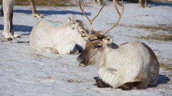 Ein Rentier mit beeindruckenden Geweihen sitzt entspannt auf schneebedecktem Boden, während andere Rentiere im Hintergrund grasen.