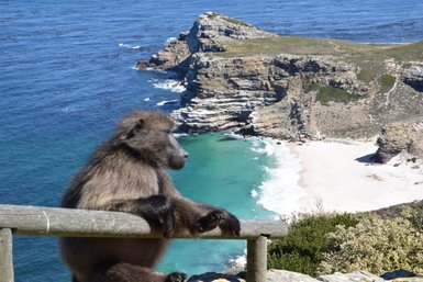 Affe sitzt auf einem Felsen mit Blick auf die Küste am Kap der Guten Hoffnung – Garden Route Reise mit Kindern