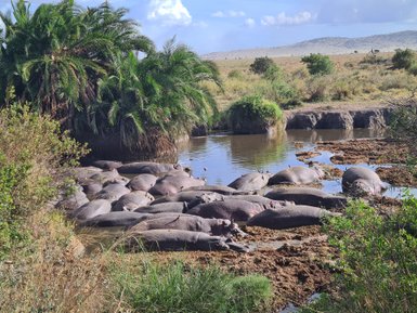 Gruppe von Nilpferden im Fluss des Serengeti-Nationalparks – Tansania Familienreise