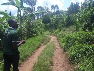 Ein Guide geht auf einem schmalen Pfad durch den Kibale Forest, umgeben von üppigem Grün und hohen Bäumen.