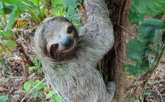 Neugieriges Faultier blickt aus dem Regenwald – Costa Rica Familienreise