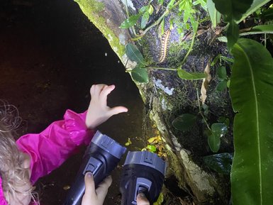 Familie entdeckt nachtaktive Tiere bei einer Wanderung im La Tirimbina Reservat – Costa Rica Familienreise