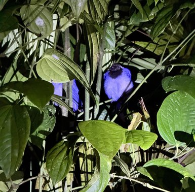 Ein leuchtend blauer Vogel sitzt versteckt zwischen dichten grünen Blättern, während schwaches Licht auf ihn fällt.