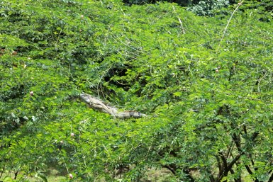 Leguan nahe der Peadcito de Cielo Lodge in Boca Tapada – Costa Rica Reise mit Kindern