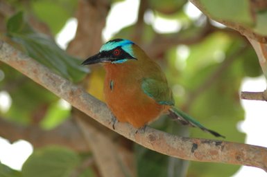 Ein bunter Vogel mit leuchtend blauen und grünen Federn sitzt auf einem Ast, umgeben von grünen Blättern.