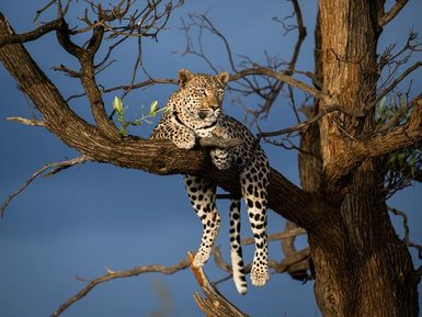 Ein Leopard liegt entspannt auf einem dicken Ast eines Baumes, umgeben von einem dramatischen, bewölkten Himmel.