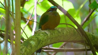 Ein bunter Vogel sitzt auf einem Ast, umgeben von üppigem, grünem Laub und Sonnenlicht, das durch die Blätter strahlt.
