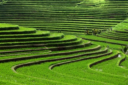 Üppige grüne Reisfelder in der balinesischen Landschaft – Bali Reise mit Kindern