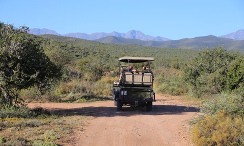 Offener Safari-Jeep fährt durch die Natur der Buffelsdrift Game Lodge – Garden Route mit Kindern