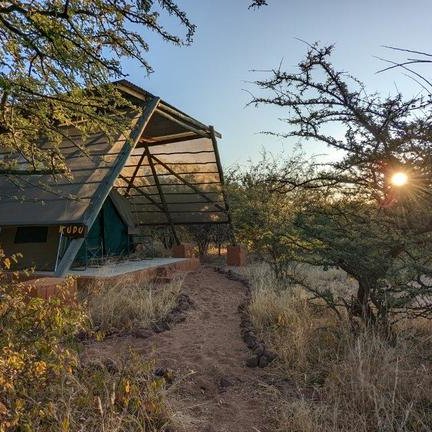 Ein modernes Zelt in der Natur, umgeben von trockenen Sträuchern und Bäumen, während die Sonne am Horizont aufgeht.