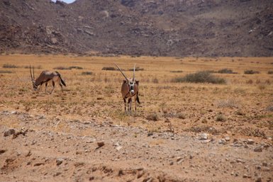 Antilopen grasen in der Landschaft - Namibia Reise mit Kindern