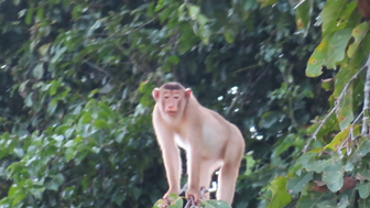 Ein Makake sitzt zwischen dichten Blättern auf einem Ast und blickt neugierig – Malaysia & Borneo Familienreise